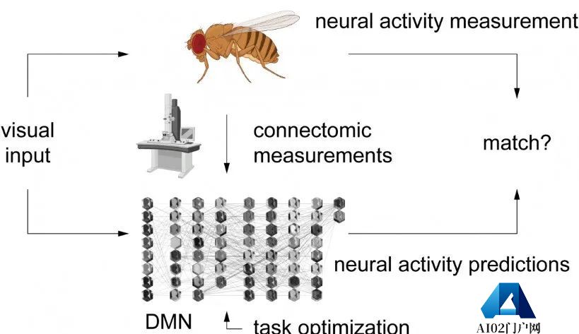 利用AI,研究人员可以对单个神经元的行为进行预测 利用AI,研究人员可以对单个神经元的行为进行预测