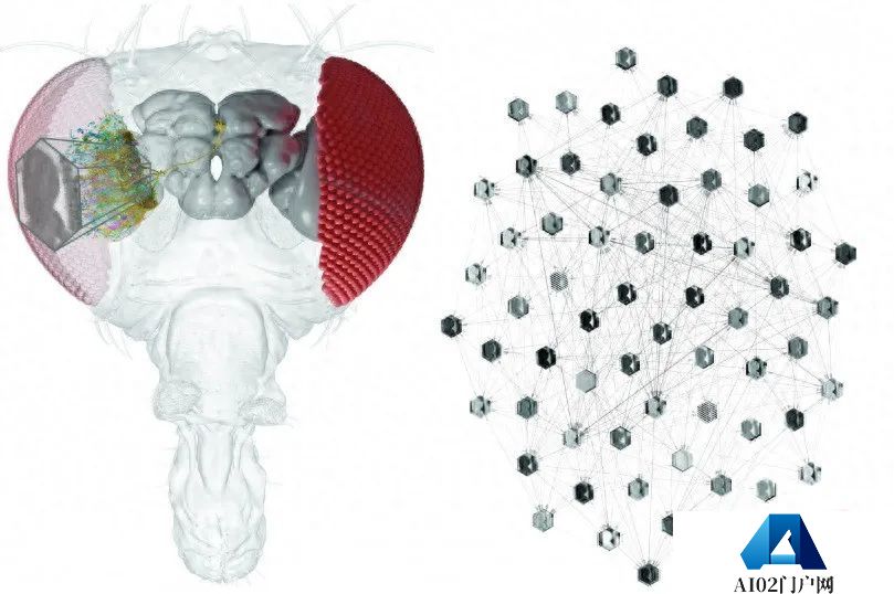 利用AI,研究人员可以对单个神经元的行为进行预测 利用AI,研究人员可以对单个神经元的行为进行预测