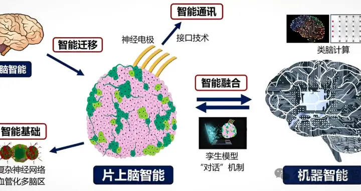 天津大学等提出首个缸中大脑控制机器人！脑机接口技术取得新突破