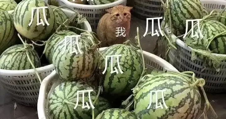 马斯克xAI估值240亿美元，LeCun隔空开怼，竟上升到人身攻击！