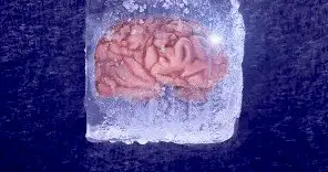 复旦团队重大突破登Cell，破纪录复活冰封18个月人脑！